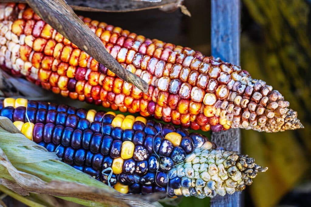 mexican food near me